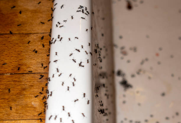 Best Affordable Pest Control Services  in Eagle, CO