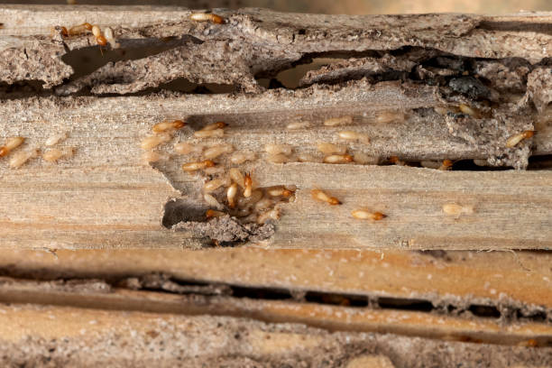 Best Pest Inspection Near Me  in Eagle, CO